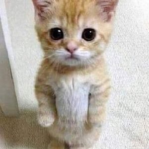 Meet your Posher, No